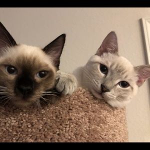 Meet your Posher, Amy